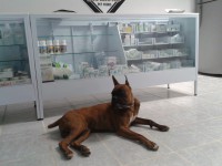 /album/veterinariaelejido/a2012-05-25-09-19-20-jpg/
